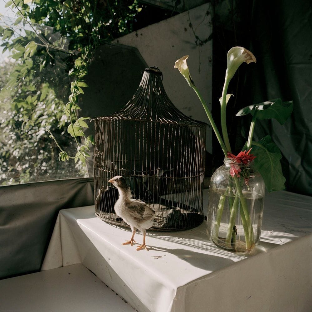 Alec Soth - Dog Days, Bogotá - Untitled 51, 2003