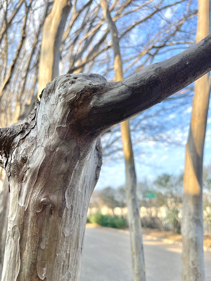 Four photos showing (from various angles) two vertical branches of the tree fully connected by a single horizontal branch