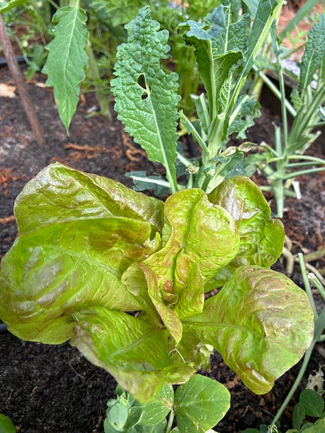 kitchen garden close ups