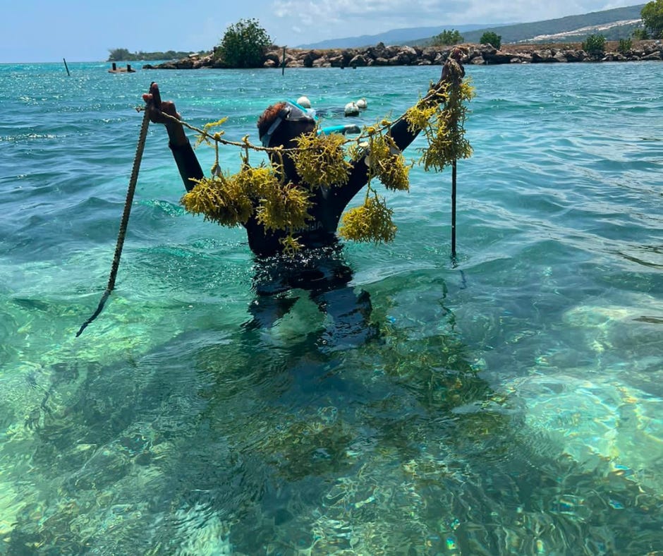 Catalyzing carbon removal solutions with biologicals, phytoplankton, and seaweed