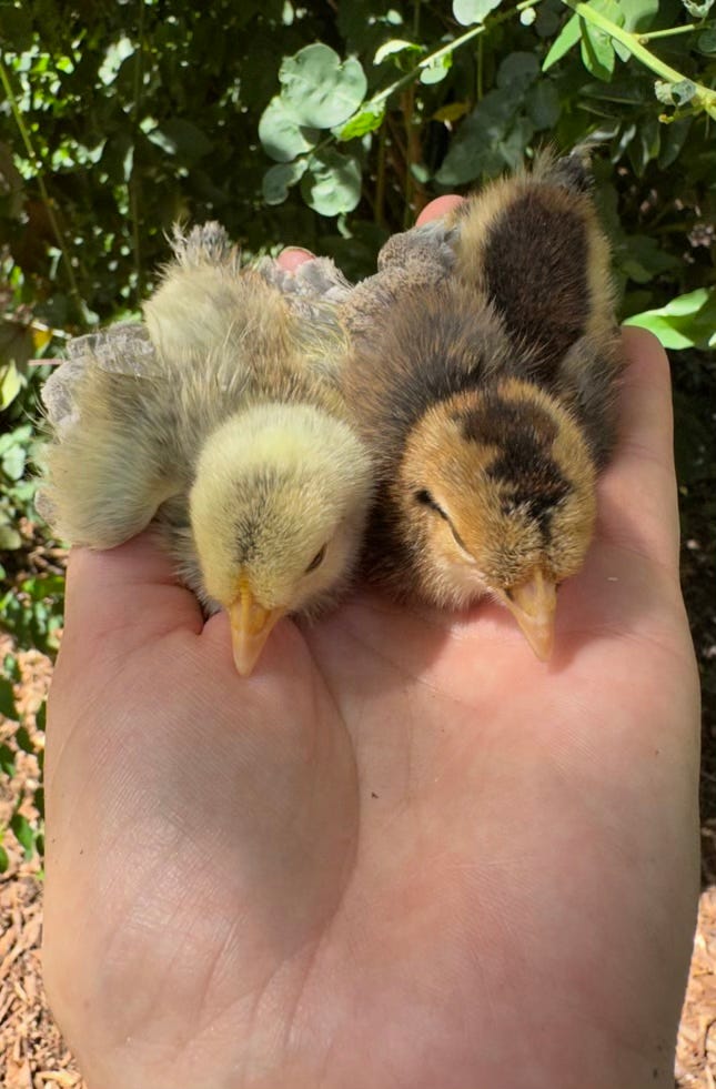 Two baby chicks being held in a hand, one chick is yellow and the other is brown.