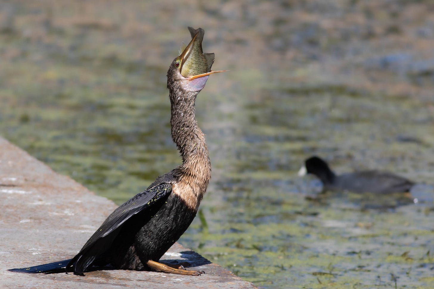 Standing on a concrete ledge next to a lake, an anhinga shown in profile, facing the left of the frame, in the midst of swallowing a medium-sized fish. The anhinga's plumage is beaded with water. The bird's long neck and head are brown, and the rest of the bird's body and wings are a dark brown that appears black (probably from being wet). The bird's long, sharp, orange bill is open, stretched and pink at the base to fit around the silvery-greenish fish, whose head is obscured by the bird's mouth. The lake is soft focus green (from lily pads) and blue (reflecting the sky), with a soft focus American coot floating in the background, shown in profile and facing the right of the frame. The coot is dark gray with a black head and neck and short, stubby pale, nearly white bill.