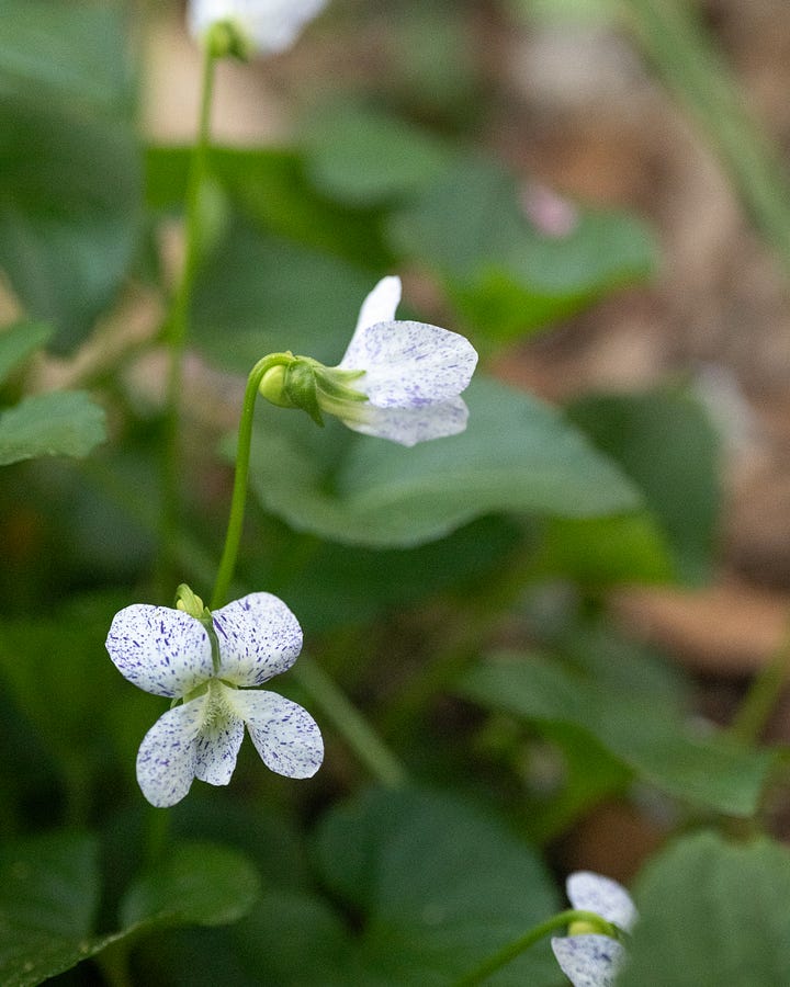 Spring Epemerals Pennsylvania