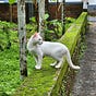 One white cat's avatar