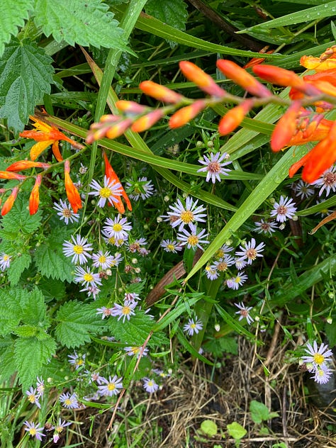 The Chrysanthemums are now coming into bloom, see below.