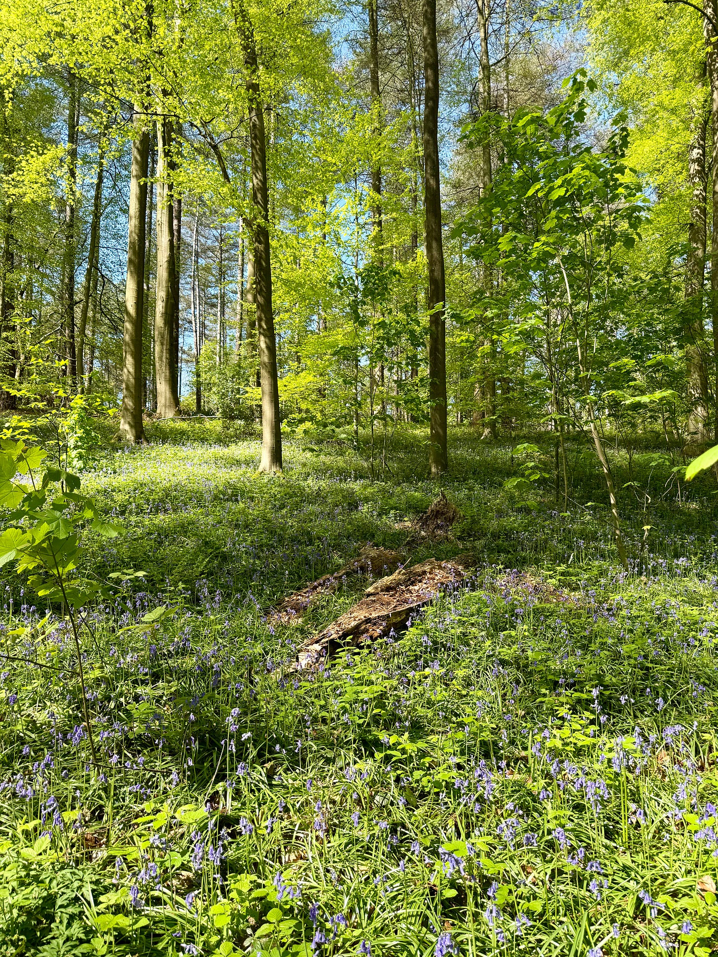 bluebells in woodland
