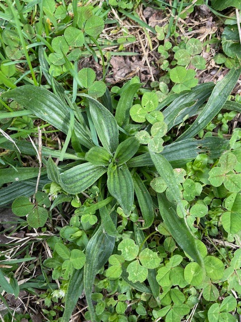 1 narrow leaf plantain, left and 2 broad leaf plantain, right.