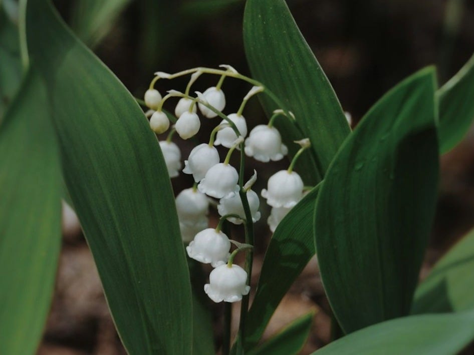 a close up of a plant with white flowers a close up of a plant with white flowers