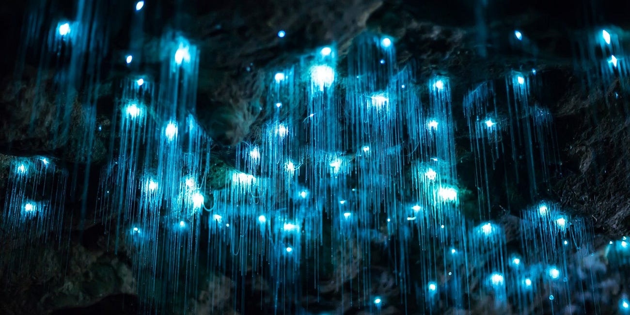 Glowworms of the Abyss
