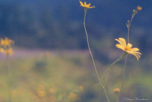October - Diveagar via Tamhini Ghat
