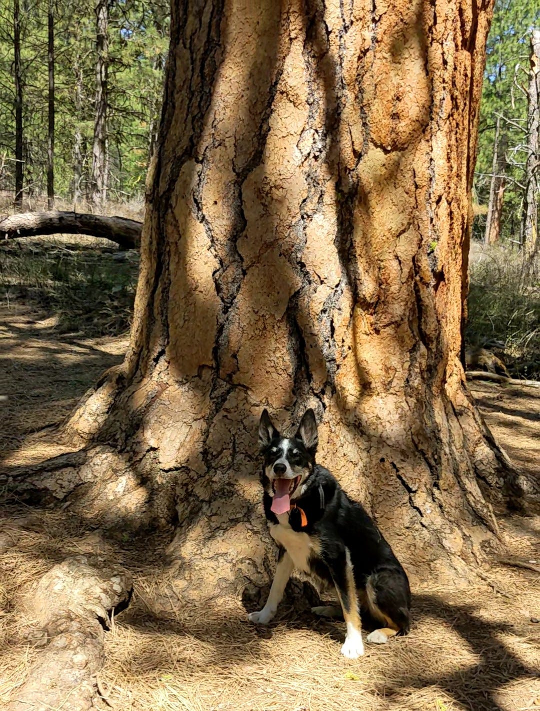 Border collie sitting in front of a giant ponderosa pine Border collie sitting in front of a giant ponderosa pine