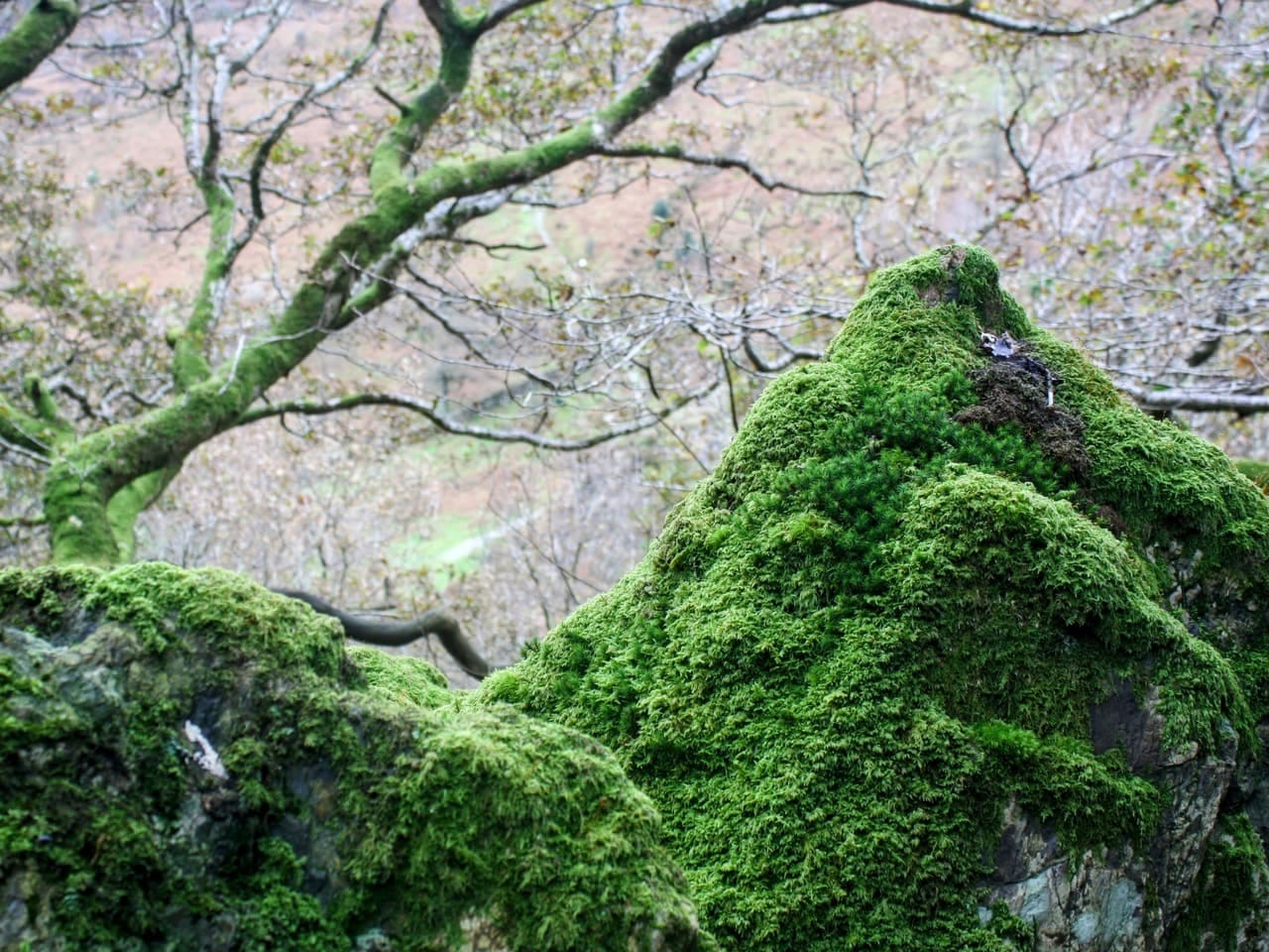 Mossy rocks