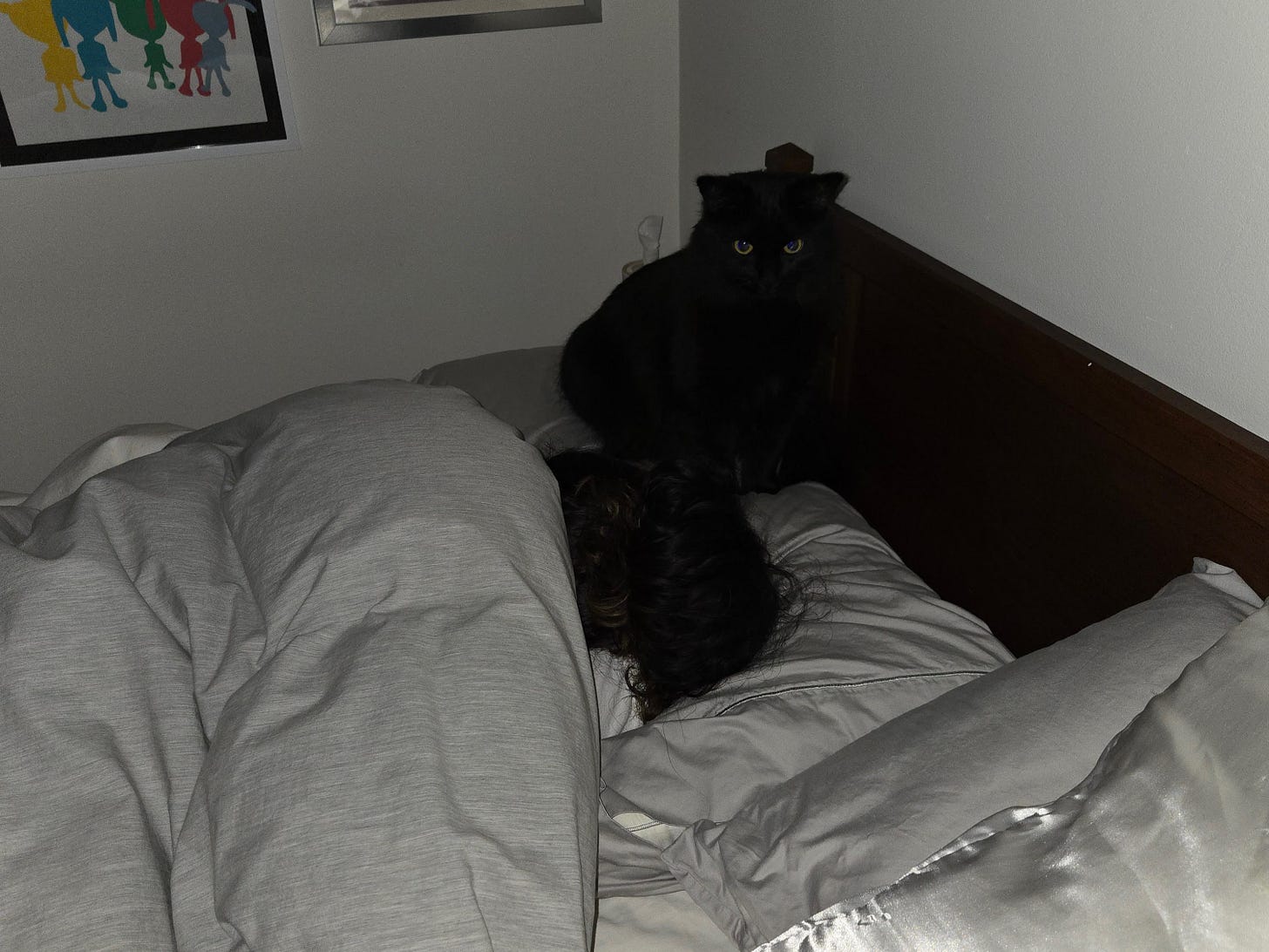 My black cat Chianti looming over Lexie as she sleeps. My black cat Chianti looming over Lexie as she sleeps.