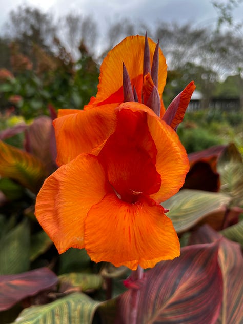 flowers frm the birmingham botanical gardens