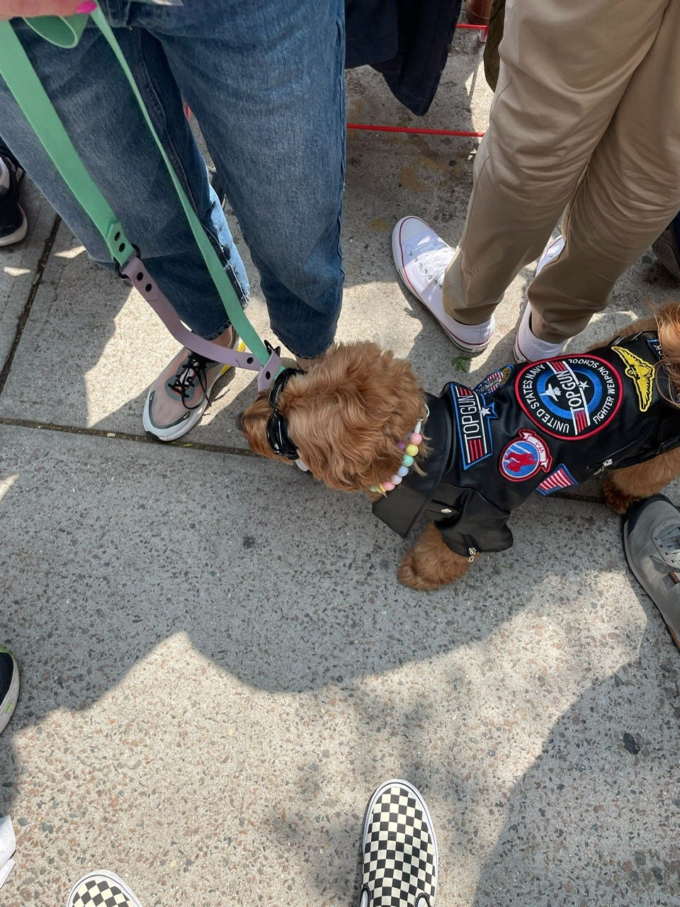 Dog dressed as Maverick from Top Gun