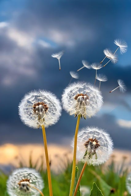 Free Ai Generated Dandelion illustration and picture