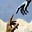 jocusrisus's avatar