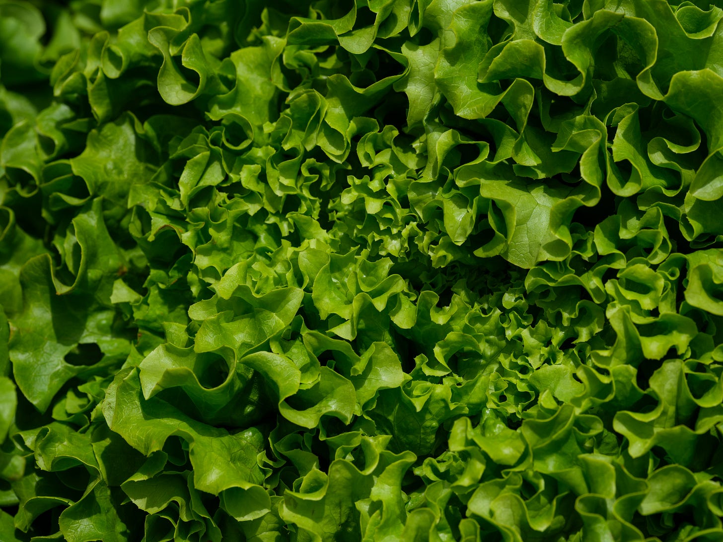 fresh lettuce