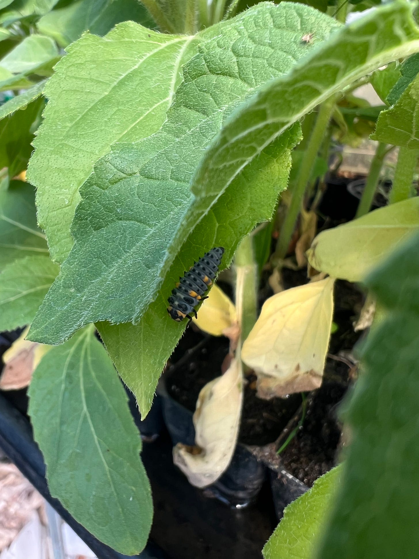 A ladybird larvae on a leaf