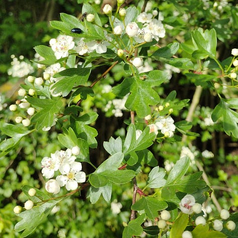 Frothy white and green flowers of guelder rose coming into flower, alongside hawthorn and elderflower