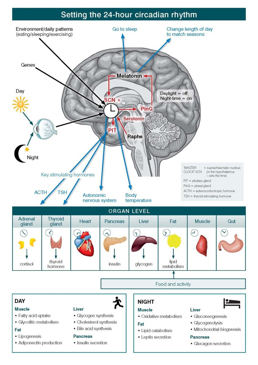 The master circadian clock in the human brain. | Download Scientific ... The master circadian clock in the human brain. | Download Scientific ...
