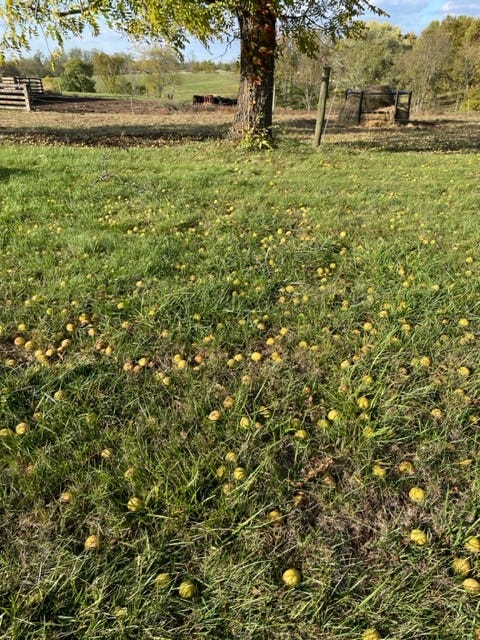 Black walnut tree has dropped about half of it's payload. 