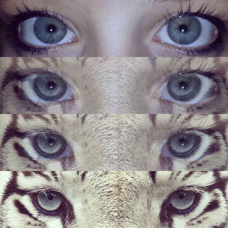 This may contain: a woman's face with blue eyes and white tiger fur This may contain: a woman's face with blue eyes and white tiger fur