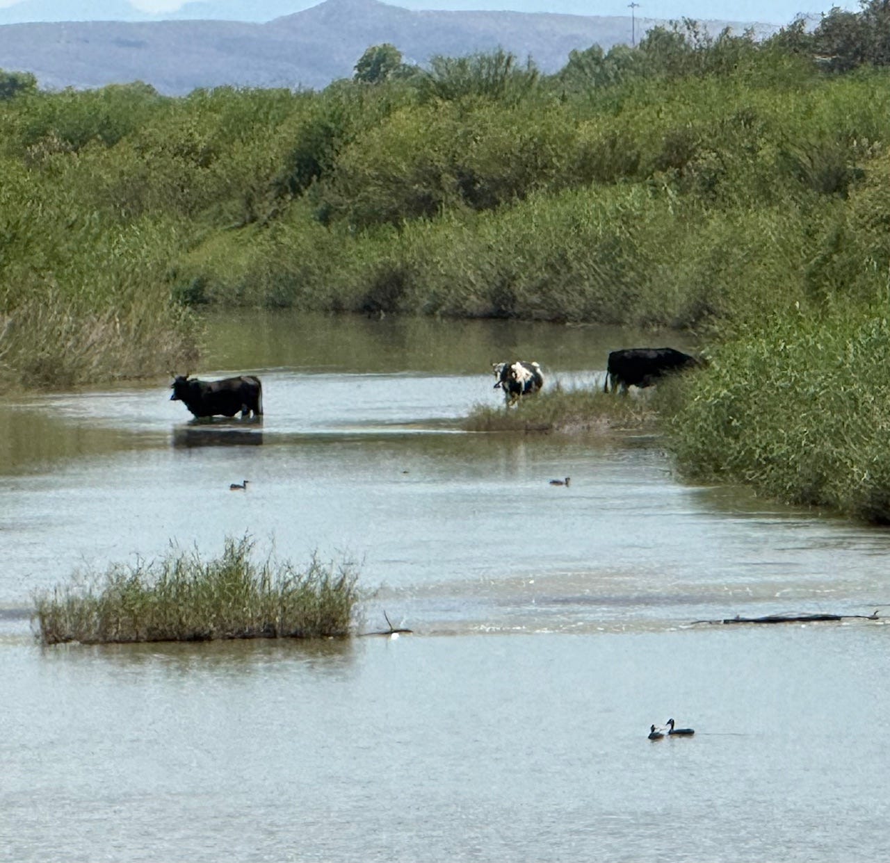 A group of cows in a river

AI-generated content may be incorrect.