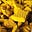 Uranium investor's avatar