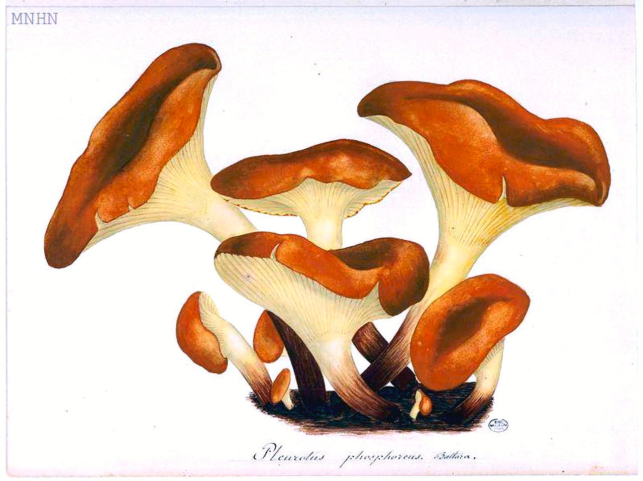 Watercolor study of a pale mushroom on white ground Watercolor study of a pale mushroom on white ground