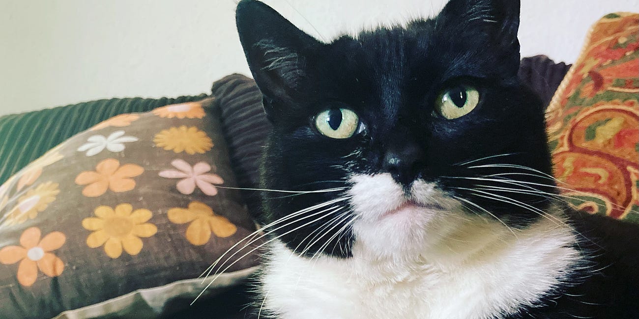 Cat Horoscopes