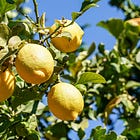 Walking, Lemons, and Little Doodles