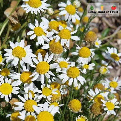 flowers for attracting beneficial insects into the garden