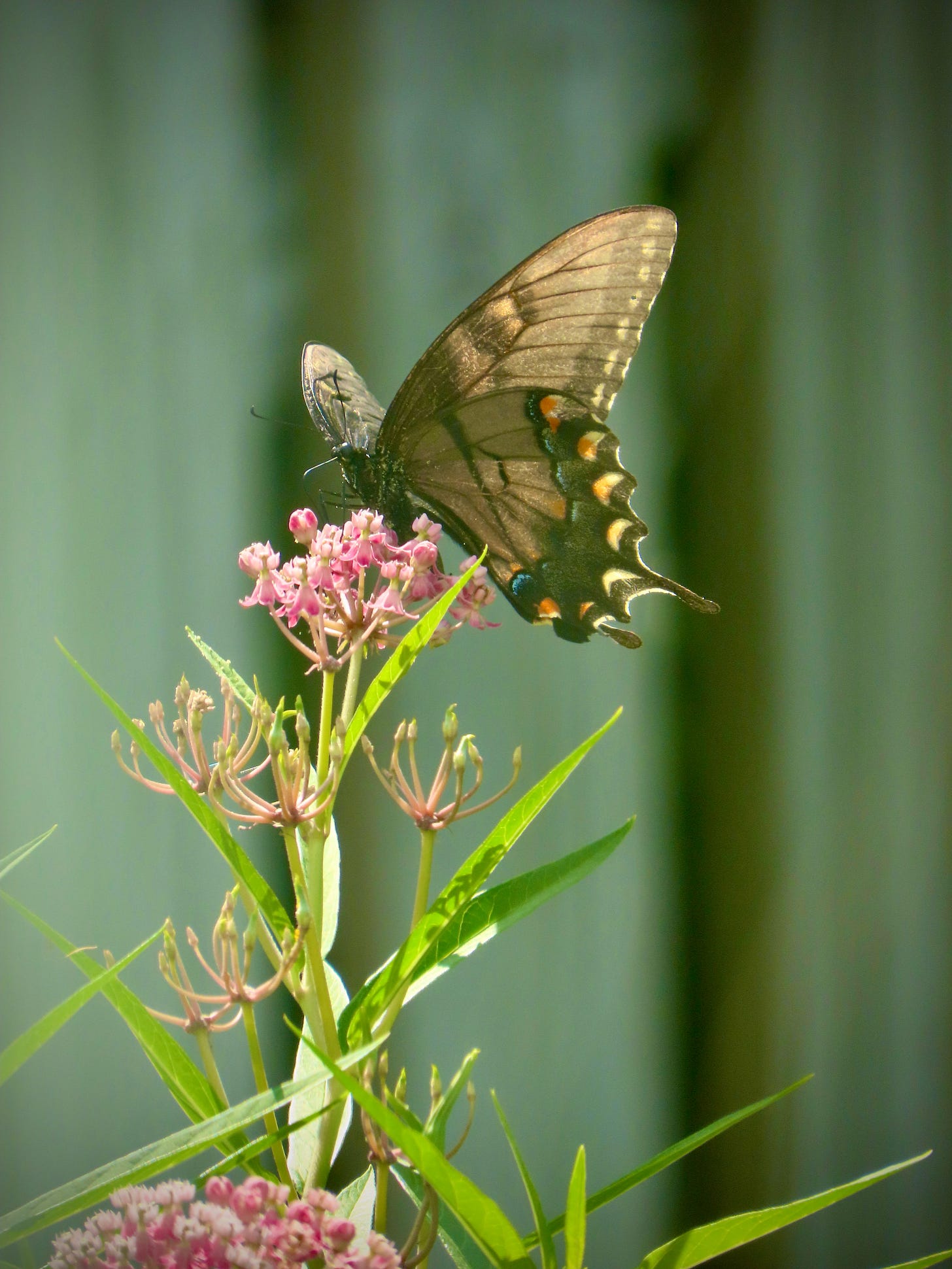 Female Tiger Swallowtail enjoying the Swamp Milkweed