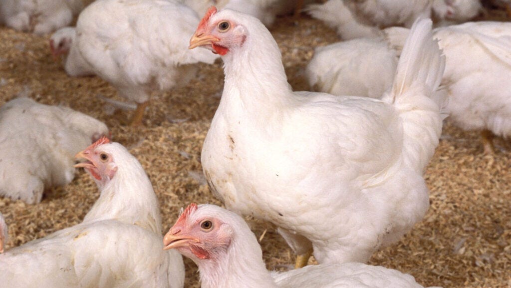 Chickens at a farm