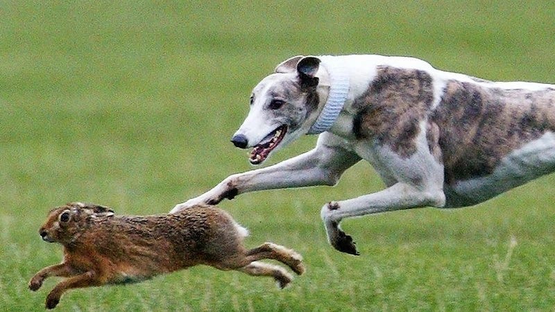 A greyhound 'coursing' a hare. The dog is very close; is it my imagination, or is the hare terrified?