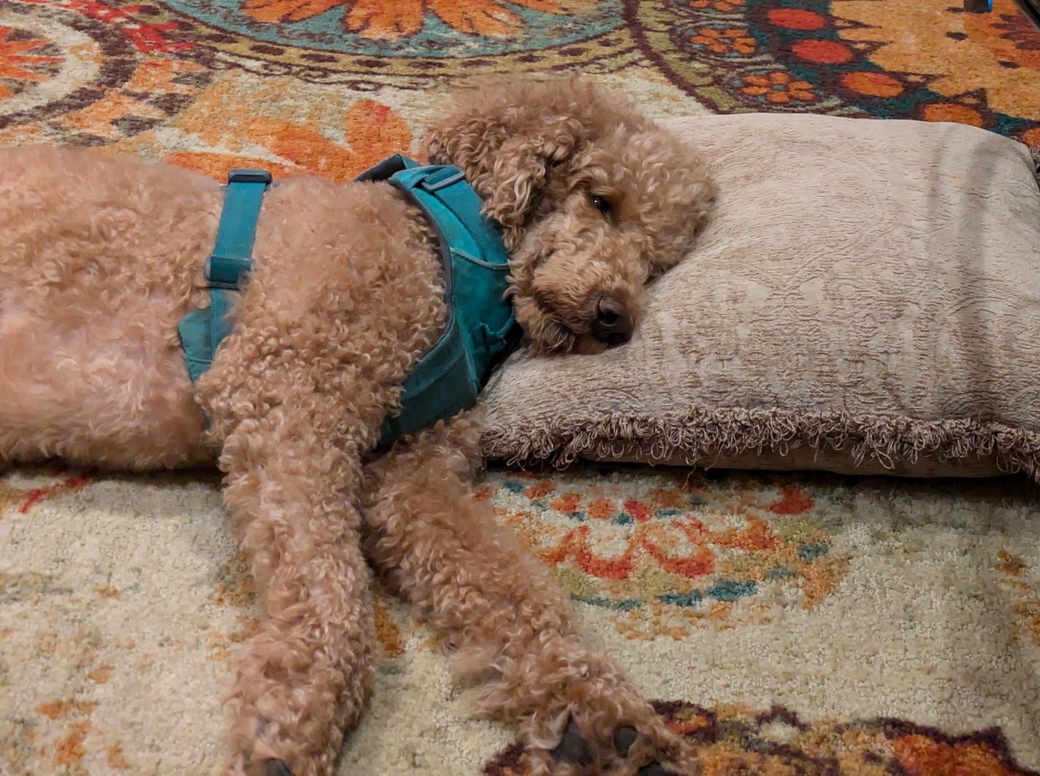 B the poodle, resting on a pillow.