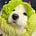 Kai's avatar