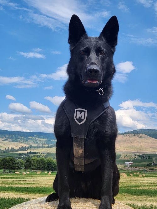 Nika a black dog is posing with beautiful hills and cloudy blue sky behind her
