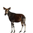 Okapi's avatar