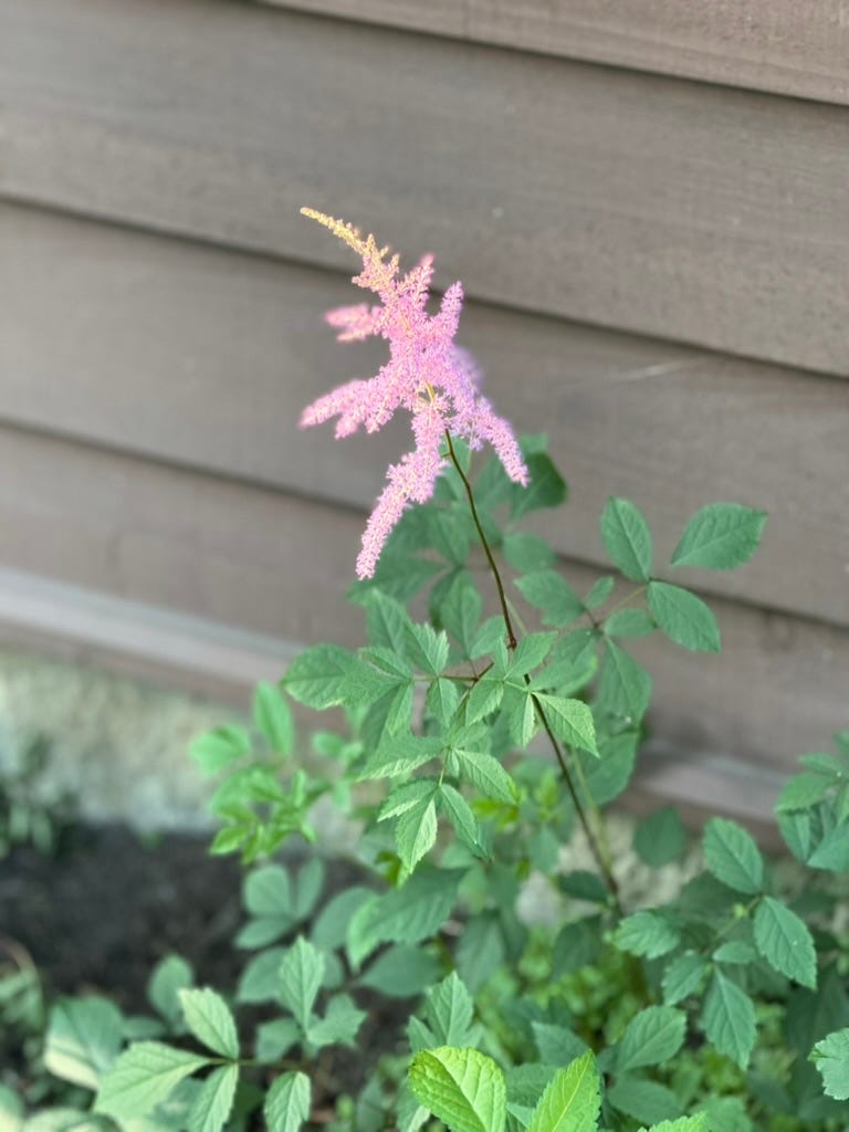 A pink flower on a plant

AI-generated content may be incorrect.