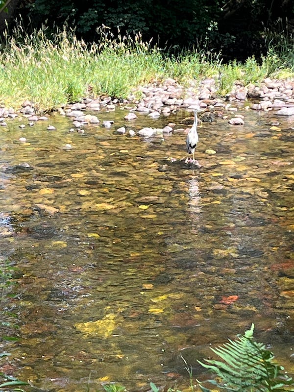 2025-6-20 Bird on the River Lune, photo by author