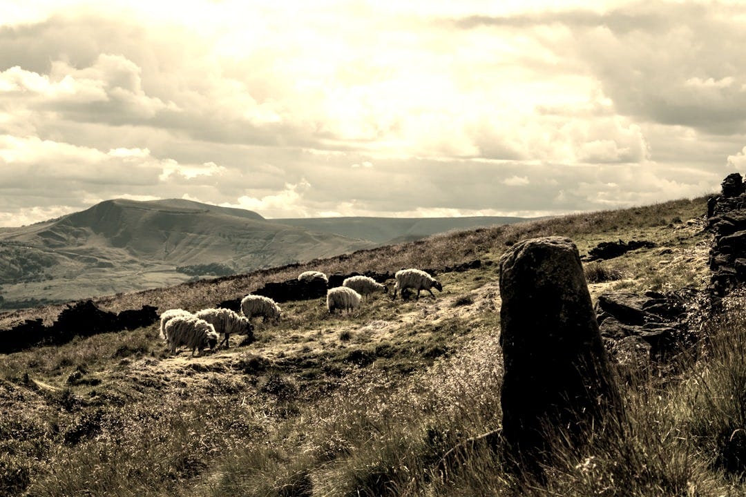sheep on green grass field under white clouds during daytime