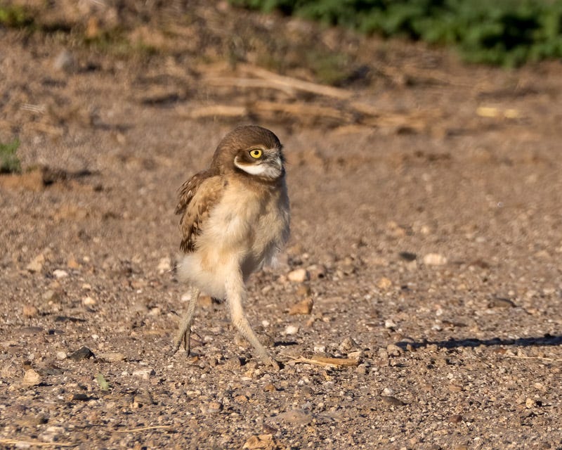 20250725-Marana-313-Edit 2.jpg 20250725-Marana-313-Edit 2.jpg
