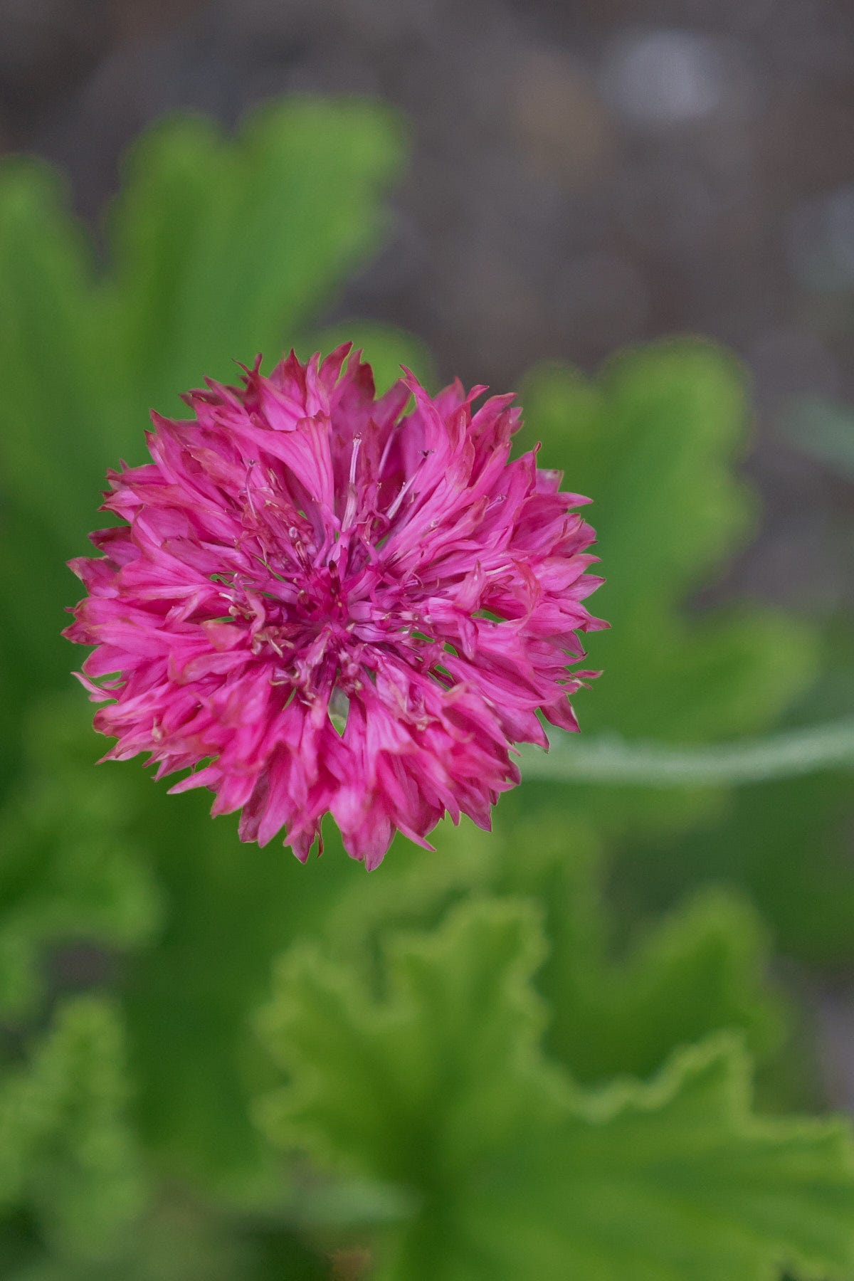 a pink cornflower