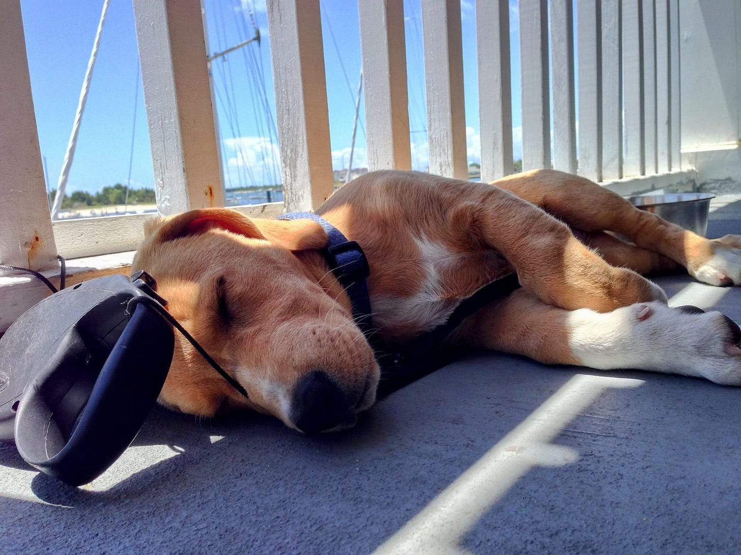Yellow dog with white dipped paws asleep on a porch at the beach with a leash pressed against his nose Yellow dog with white dipped paws asleep on a porch at the beach with a leash pressed against his nose
