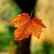 Falling Leaf