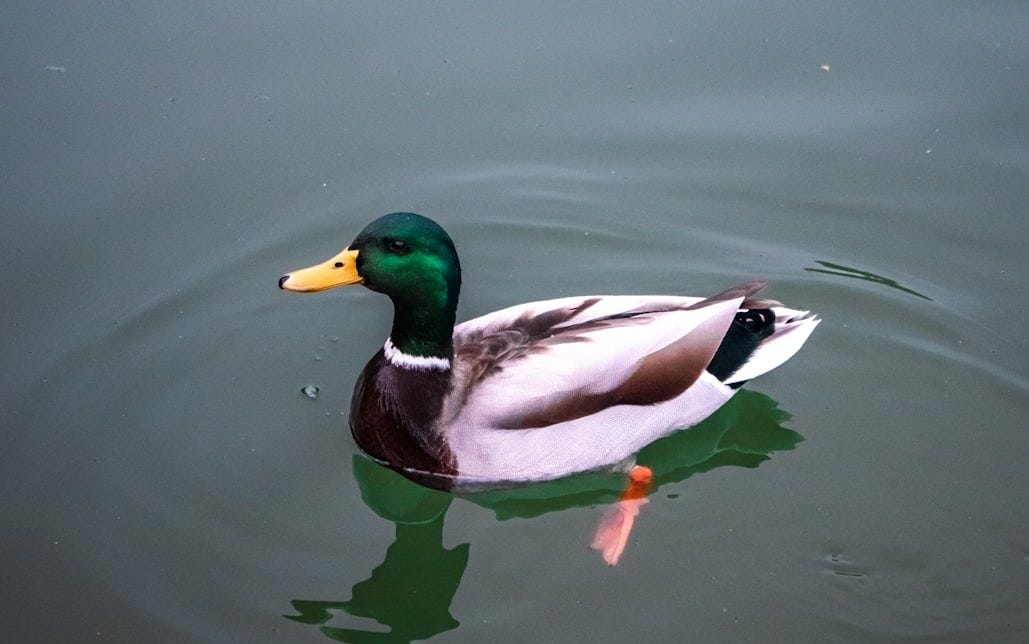 A mallard duck floats peacefully on water. A mallard duck floats peacefully on water.
