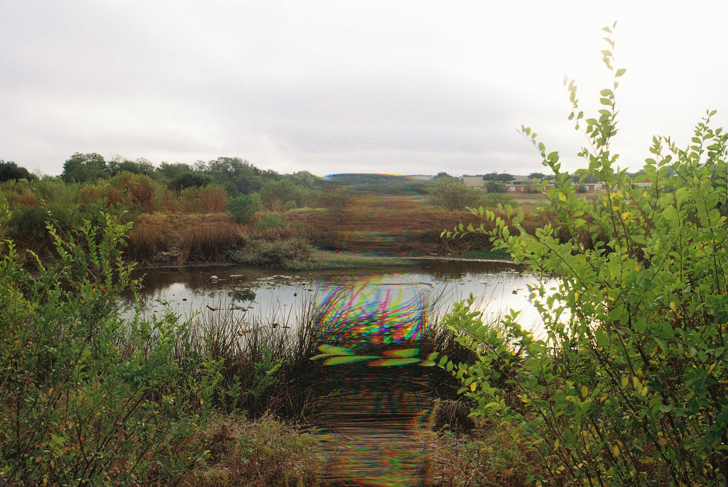 Wild foliage around a pond with film photo glitch blur through center of frame 