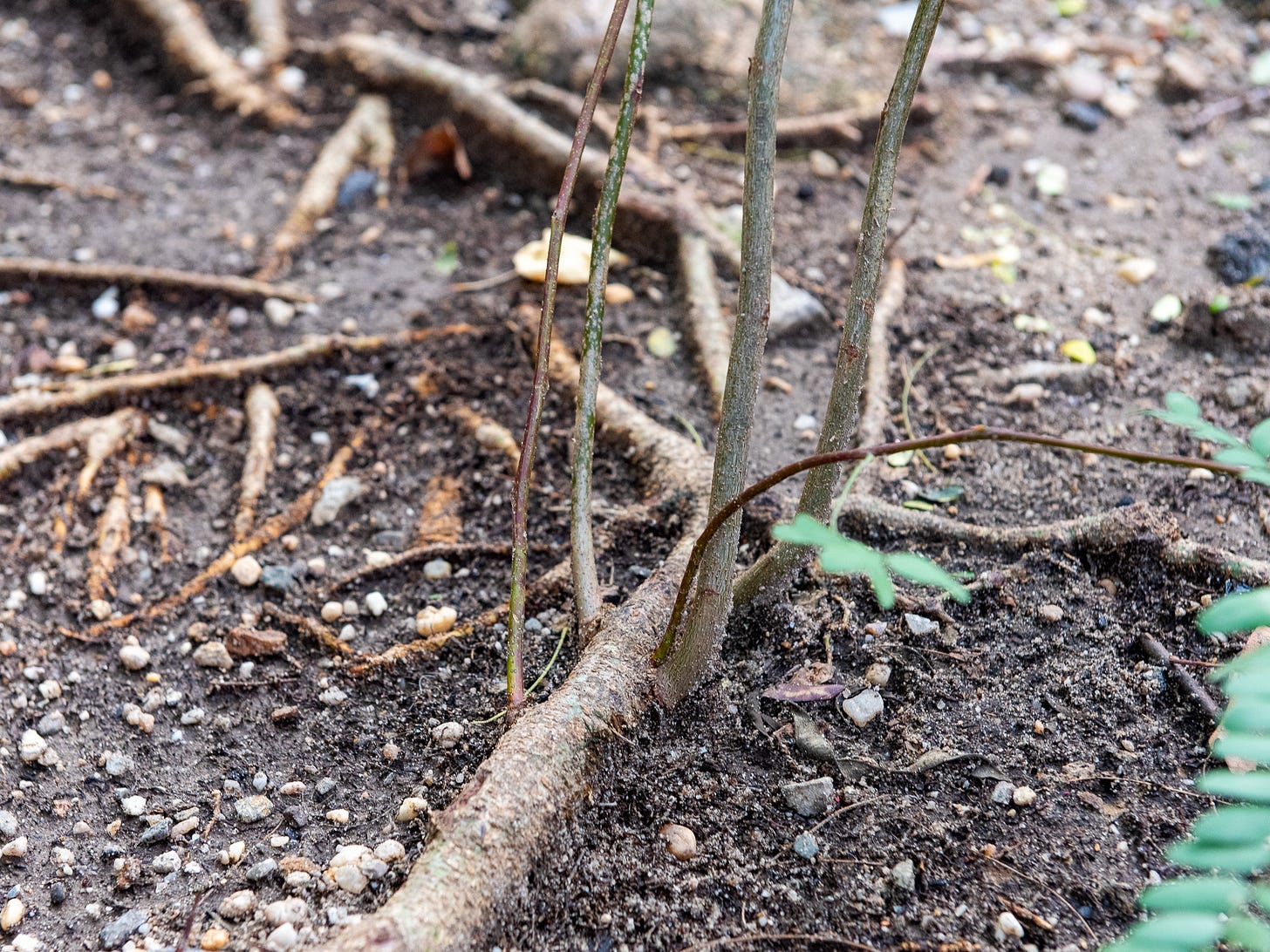 ID: Root suckers shooting up from exposed root
